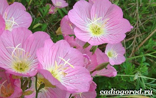 Энотера-цветок-Описание-особенности-виды-и-уход-за-энотерой-15