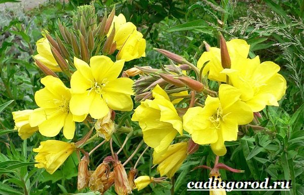 Энотера-цветок-Описание-особенности-виды-и-уход-за-энотерой-12