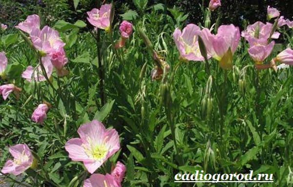 Энотера-цветок-Описание-особенности-виды-и-уход-за-энотерой-18