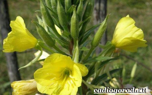 Энотера-цветок-Описание-особенности-виды-и-уход-за-энотерой-9