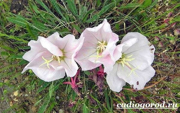 Энотера-цветок-Описание-особенности-виды-и-уход-за-энотерой-7