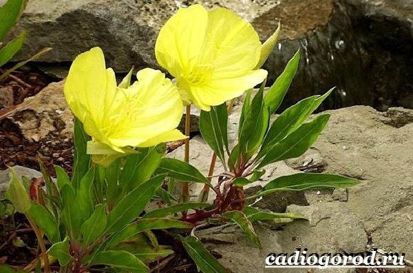 Энотера-цветок-Описание-особенности-виды-и-уход-за-энотерой-24