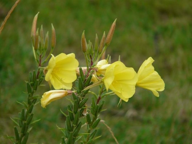 Садовый цветок Энотера: как вырастить и ухаживать за вечерней примулой