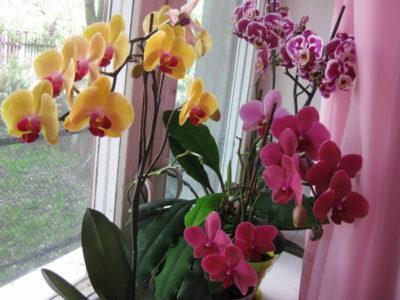 Как приготовить и применять витаминный коктейль для орхидей