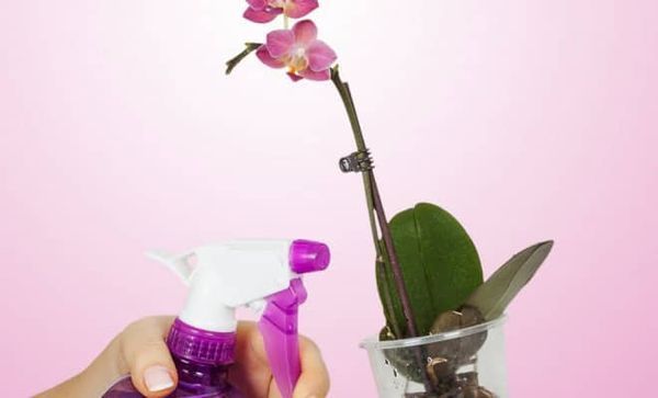 как применять витаминный коктейль для орхидей