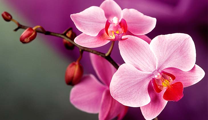 Как приготовить и применять витаминный коктейль для орхидей