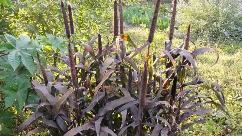 Как выращивать в открытом грунте и применять в хозяйстве африканское просо