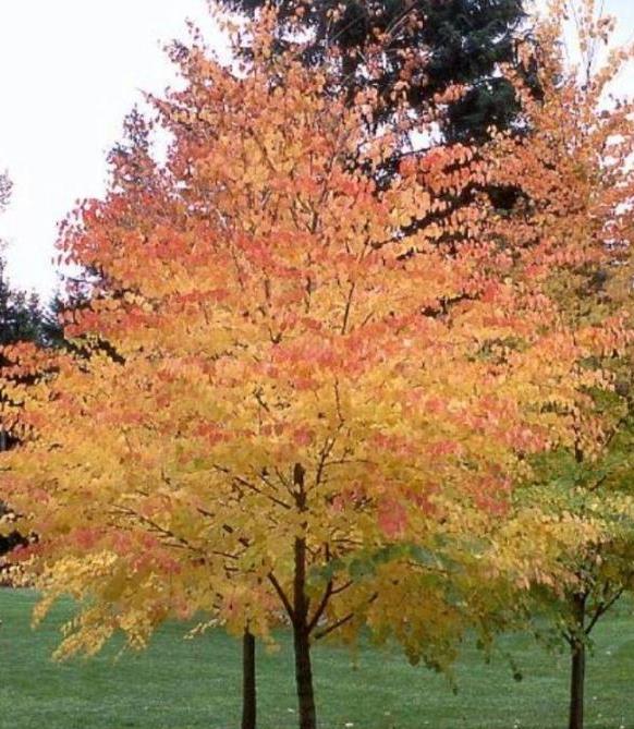 Дерево с желтыми листьями осенью