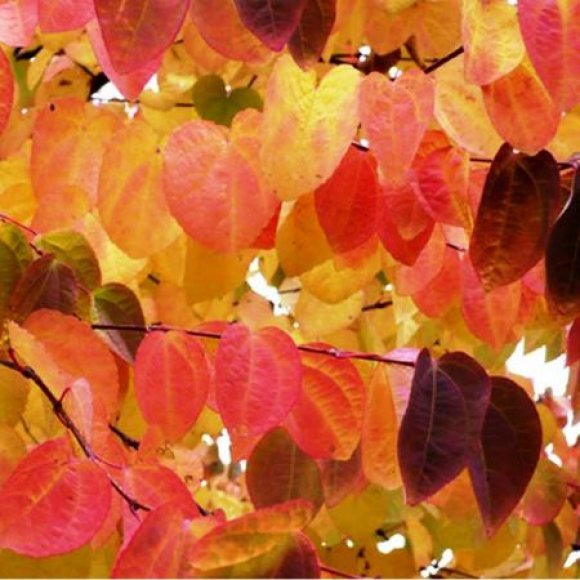 Листья оранжево-красного цвета