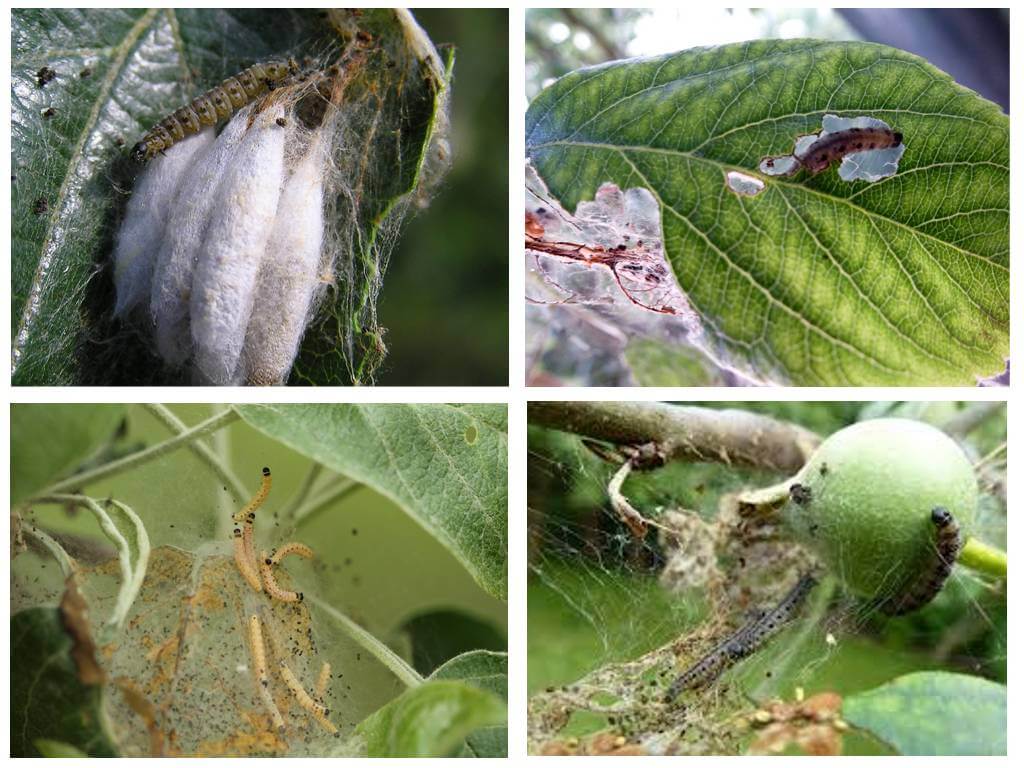 Опасный вредитель листовертка на яблоне: как бороться без последствий для урожая
