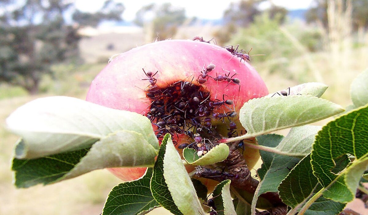 Химические и народные средства для борьбы с листоверткой на яблоне