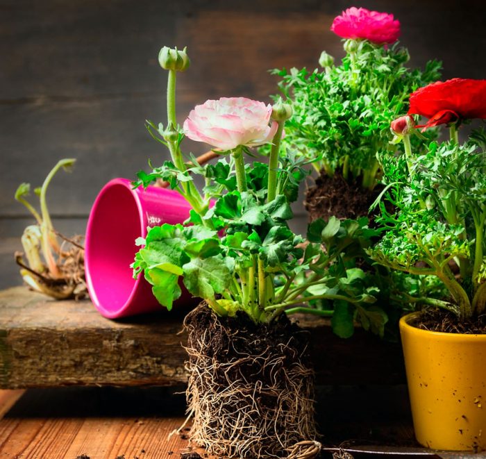 Цветы лютики как выглядят декоративные растения, лечебные свойства, видео