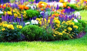 ТОП-20 растений цветущих в июле: что стоит выбрать для сада, огорода или клумбы? | (Фото & Видео) +Отзывы