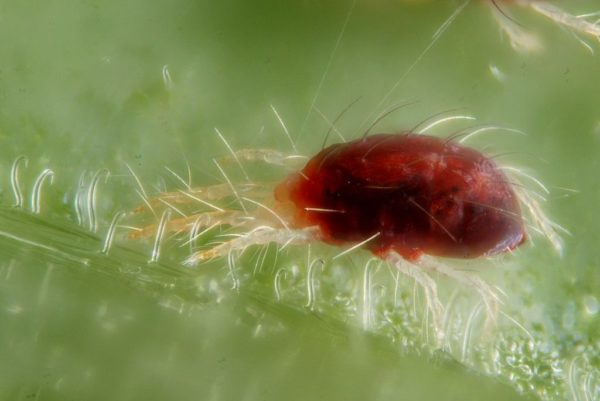 Паутинный клещ: 125 фото как распознать и избавиться от вредного насекомого