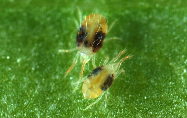 Паутинный клещ: 125 фото как распознать и избавиться от вредного насекомого