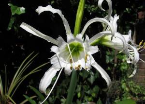 Гименокалис приятный - неординарный цветок, относящийся к луковичным