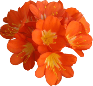 Кливия - луковичное растение с яркими цветками