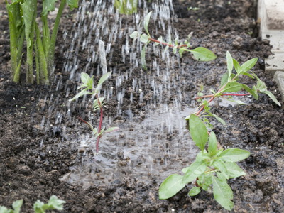 Растение Котовник: фото, сорта, выращивание, посадка и уход в открытом грунте