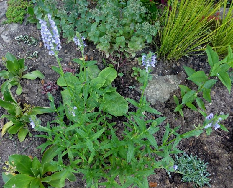 Растение Котовник: фото, сорта, выращивание, посадка и уход в открытом грунте
