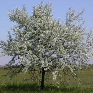 Лох (джида) серебристый (смешиваемый): полезные свойства плодов дерева, меда, применение, как принимать, фото растения