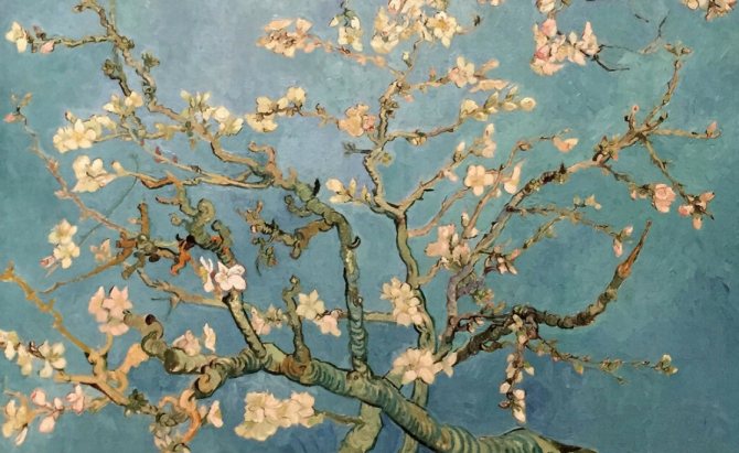 Картина Ван Гога «Цветущие ветки миндаля»