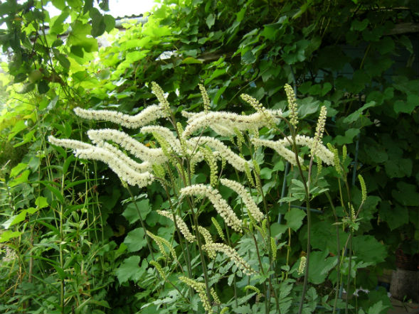 Многолетнее растение цимицифуга