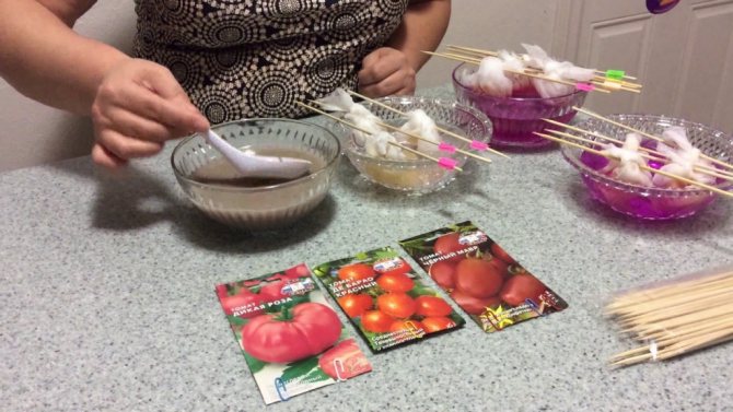 Дезинфицирование семян томатов в растворе марганцовки.jpg