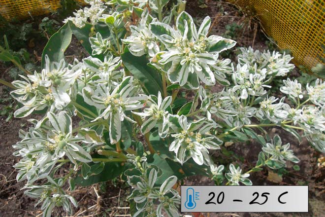 Молочай окаймленный - характеристики цветка с фото, выращивание из семян Selo.Guru — интернет портал о сельском хозяйстве