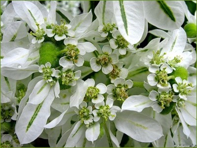 Молочай окаймленный - характеристики цветка с фото, выращивание из семян Selo.Guru — интернет портал о сельском хозяйстве