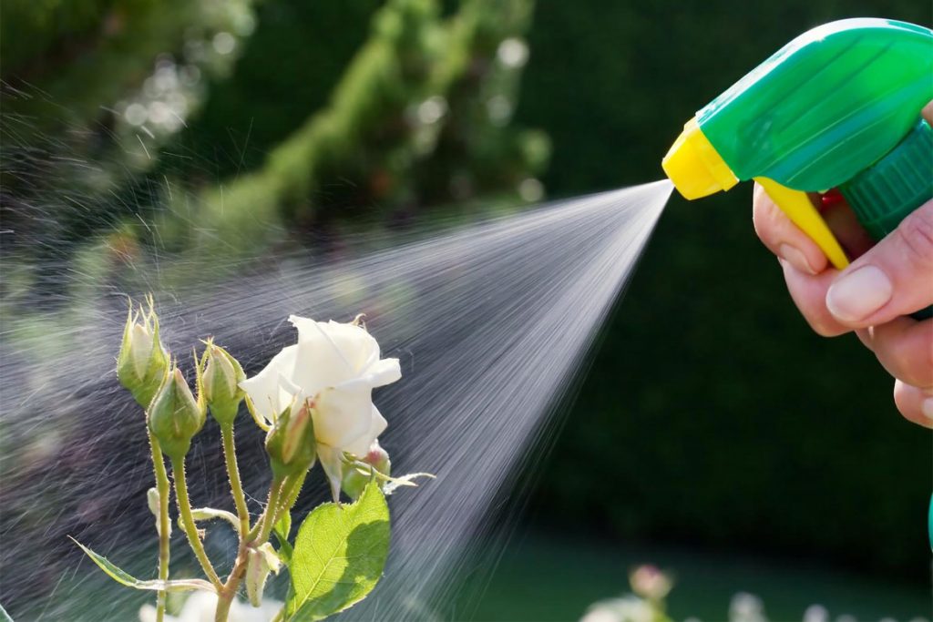 Как эффективно бороться с паутинным клещом на розах в домашних условиях - обработка