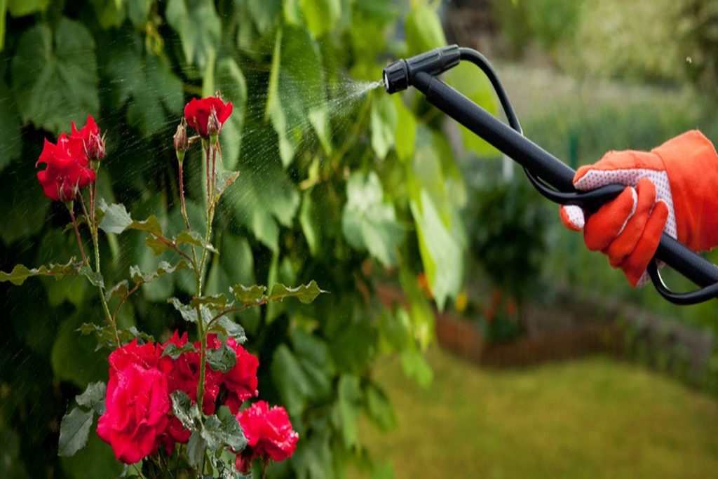 Как эффективно бороться с паутинным клещом на розах в домашних условиях - профилактика
