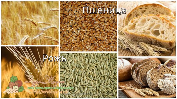 пшеница и рожь отличия