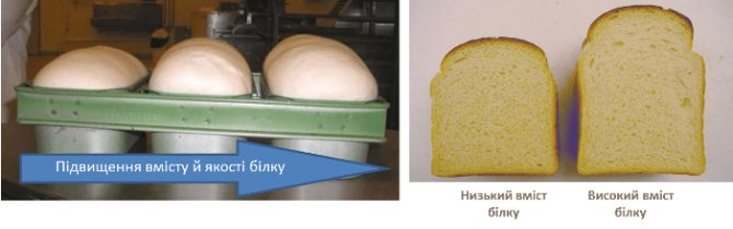 Уровень содержания белка в хлебе