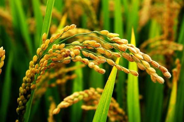 Пшеница — это кустарник или трава, характеристики зерна, все о пшенице, химический состав и калорийность, как она выглядит, где растет и как опыляется
