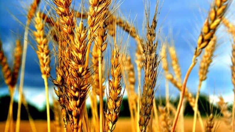 Что такое пшеница, к какому семейству относится – полная характеристика