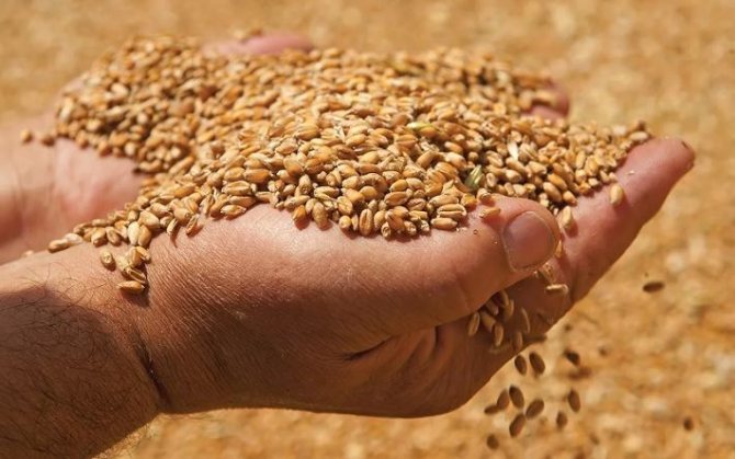 Как повысить потребительские свойства зерна