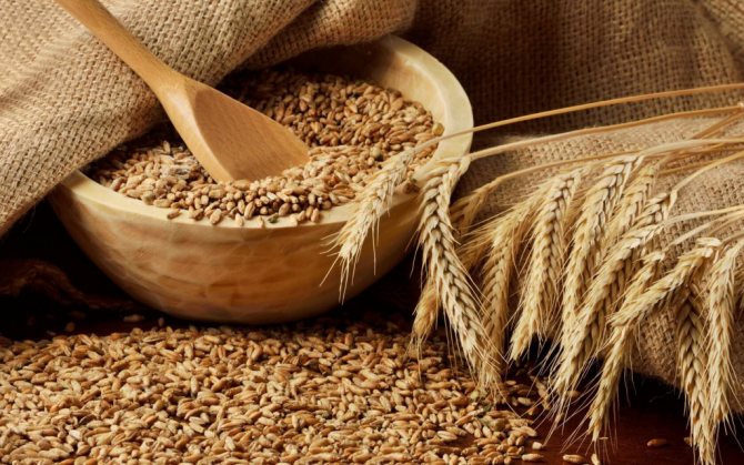 Повышаем уровень белка в пшенице