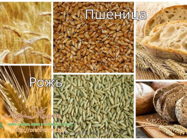 Пшеница — это кустарник или трава, характеристики зерна, все о пшенице, химический состав и калорийность, как она выглядит, где растет и как опыляется