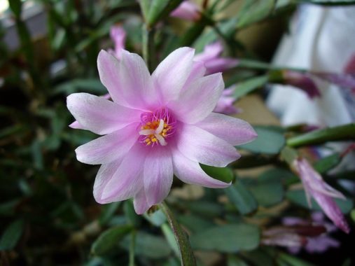 Р. розовый (Rhipsalidopsis rosea)