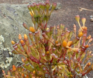Коралловый кактус — хатиора. Особенности выращивания и ухода, разновидности цветка