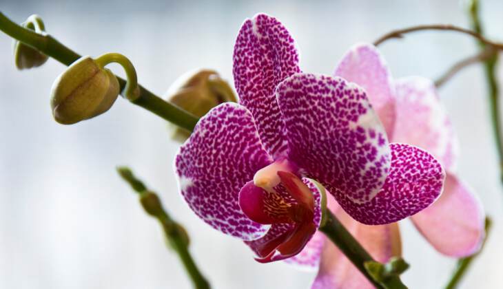 цветок пятнистого фаленопсиса