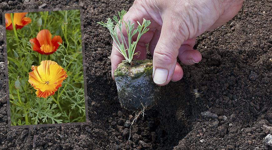 Эшшольция — выращивание из семян и когда сажать на рассаду 2021 года