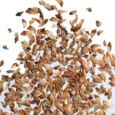 Семена багряника японского фото