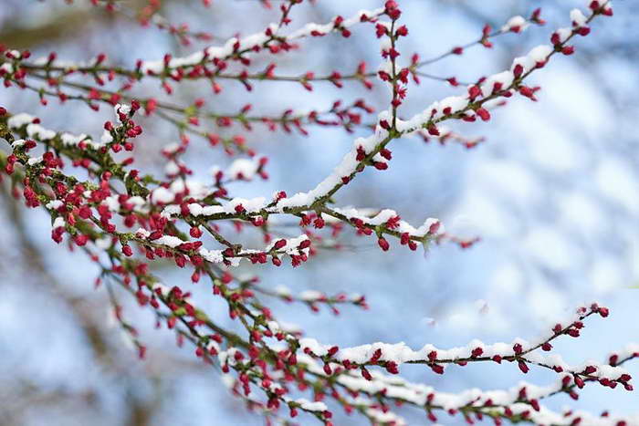 Цветение багряника японского фото