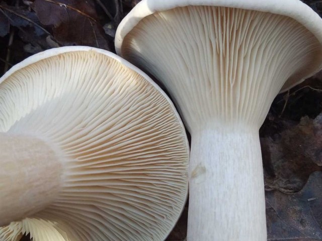 Необычная находка в лесу - гриб, болтающийся и шушукающийся