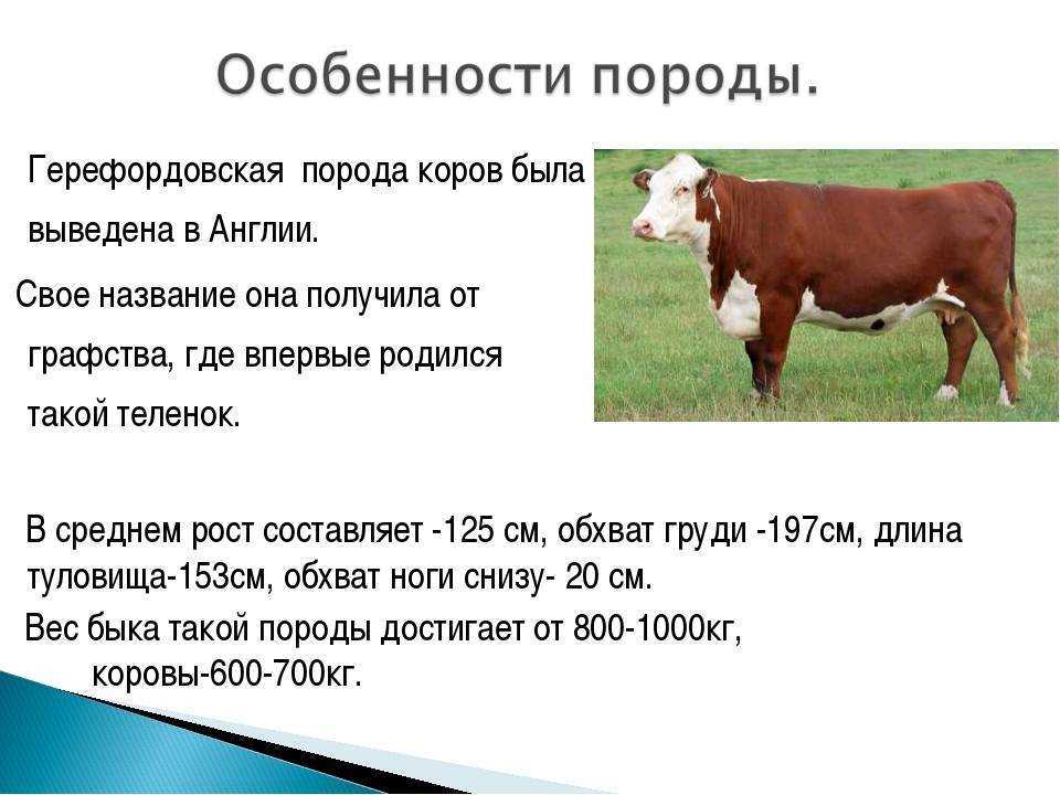 На сколько весит корову?